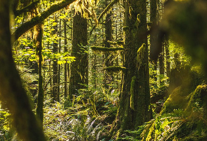 Moss and lichen-covered west coast forest