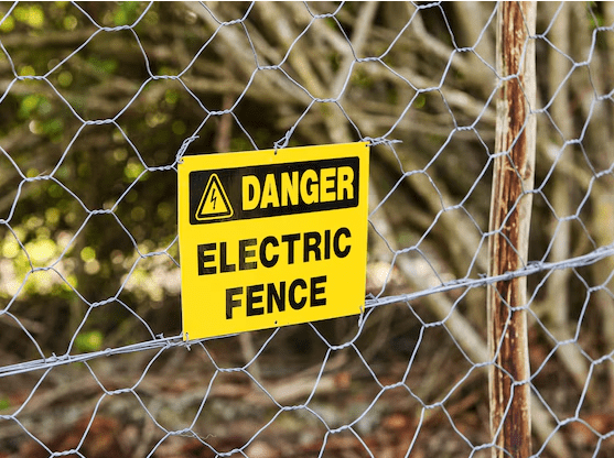 Screenshot 2025 08 16 161928 Bears, Dogs and the Electric Fence