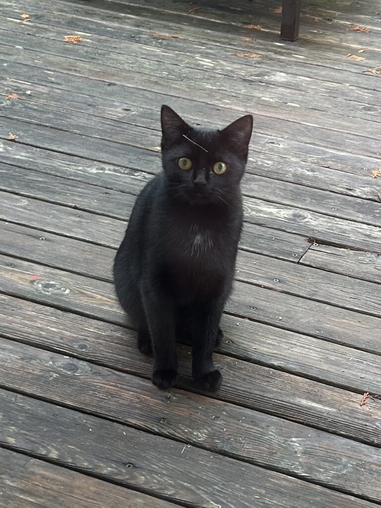 Glip 6054119394225980 Missing Pet